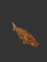 Kunstglas Fischskulptur – Mehrfarbig, Handgefertigtes Sammlerstück
